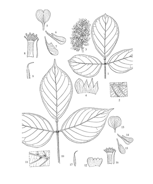 Natural compounds from  Spatholobus suberectus